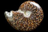 Polished, Agatized Ammonite (Cleoniceras) - Madagascar #73249-1